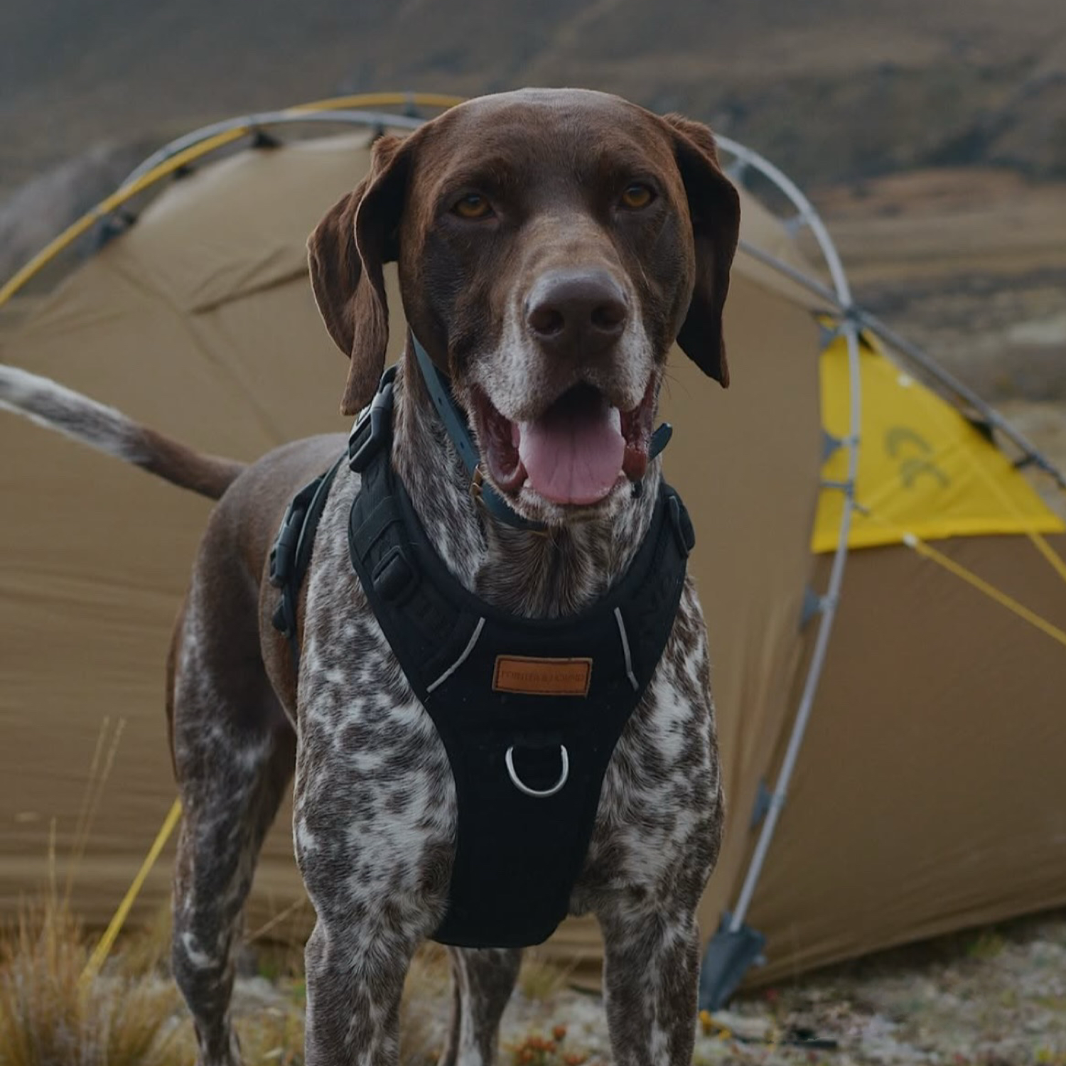 Overnight Tramping With A Dog Who Carries His Own Gear